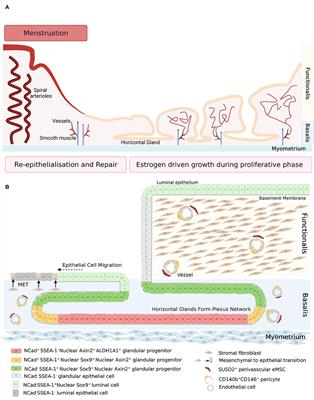 Endometrial Stem/Progenitor Cells–Their Role in Endometrial Repair and Regeneration